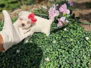 Bichón Maltés perros Malteses linea americana coreana!! criadero en Valencia - Anuncio 2