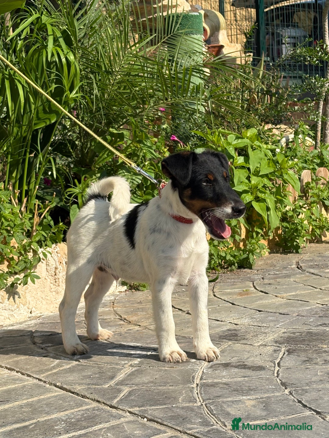 Fox Terrier de Pelo Liso perros en venta: Disponible preciosa camada fox terrier  - Imagen 7