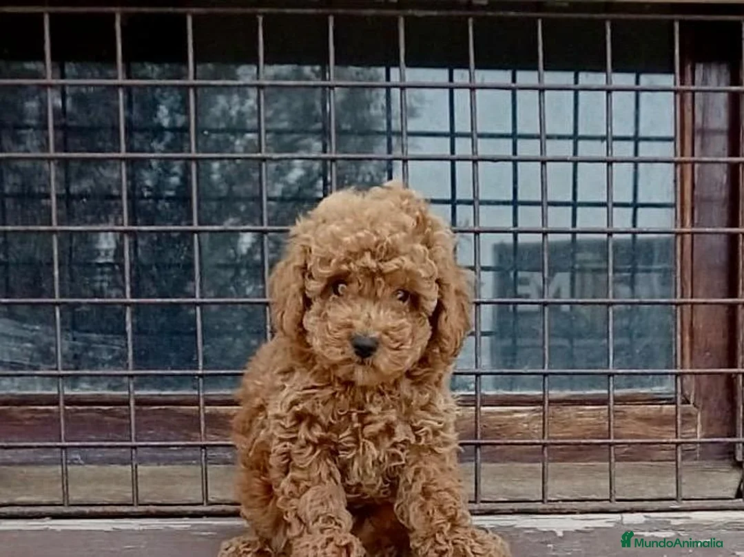 Caniche Toy perros en venta: Caniche - Anuncio 2