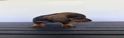 Teckel Miniatura perros en venta: TECKEL MINIATURA MACHO - Anuncio 4