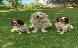 English Springer Spaniel perros en venta:  Cachorros de Springer Spaniel ingles - Imagen 3