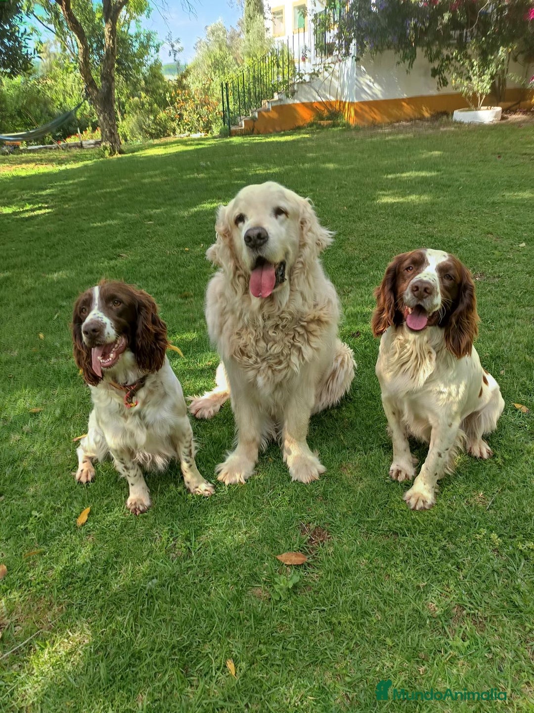 English Springer Spaniel perros en venta:  Cachorros de Springer Spaniel ingles - Imagen 3
