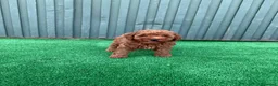 Caniche Toy perros en venta: caniche toy  - Anuncio 4