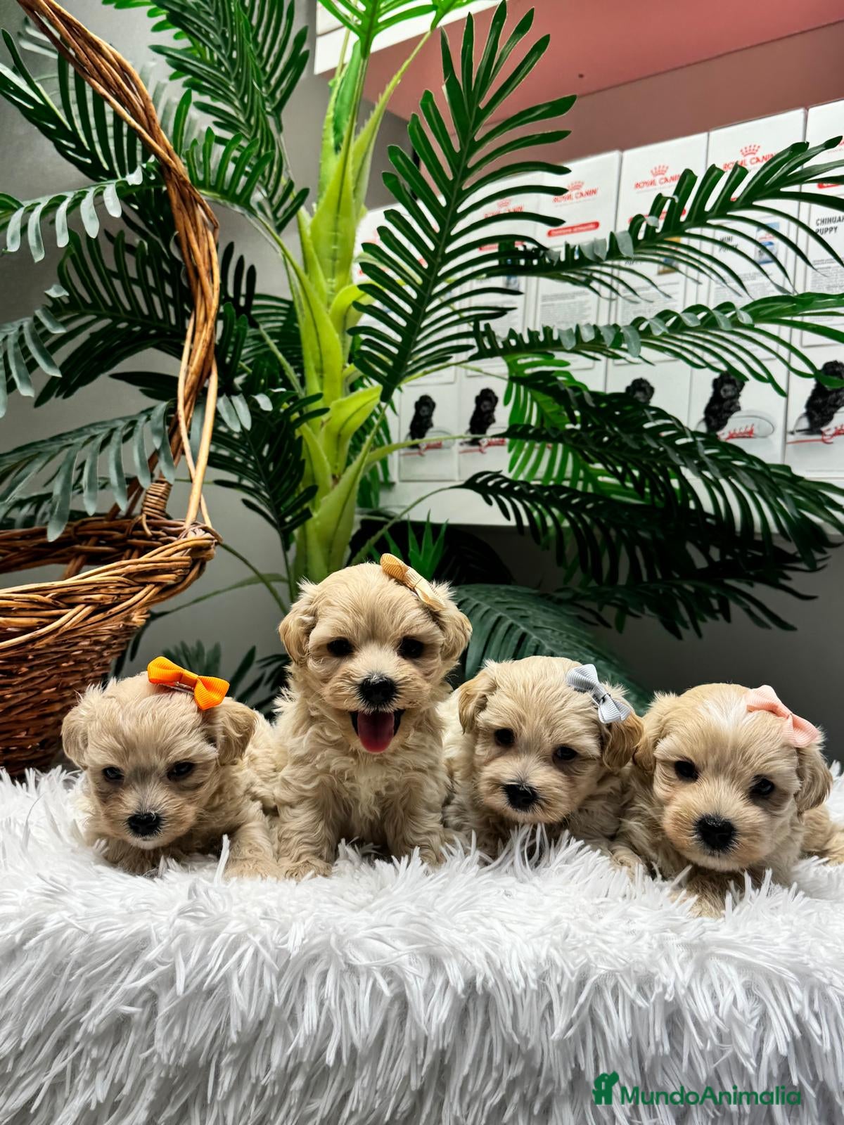 Maltipoo perros en venta: MALTIPOO - Anuncio 9