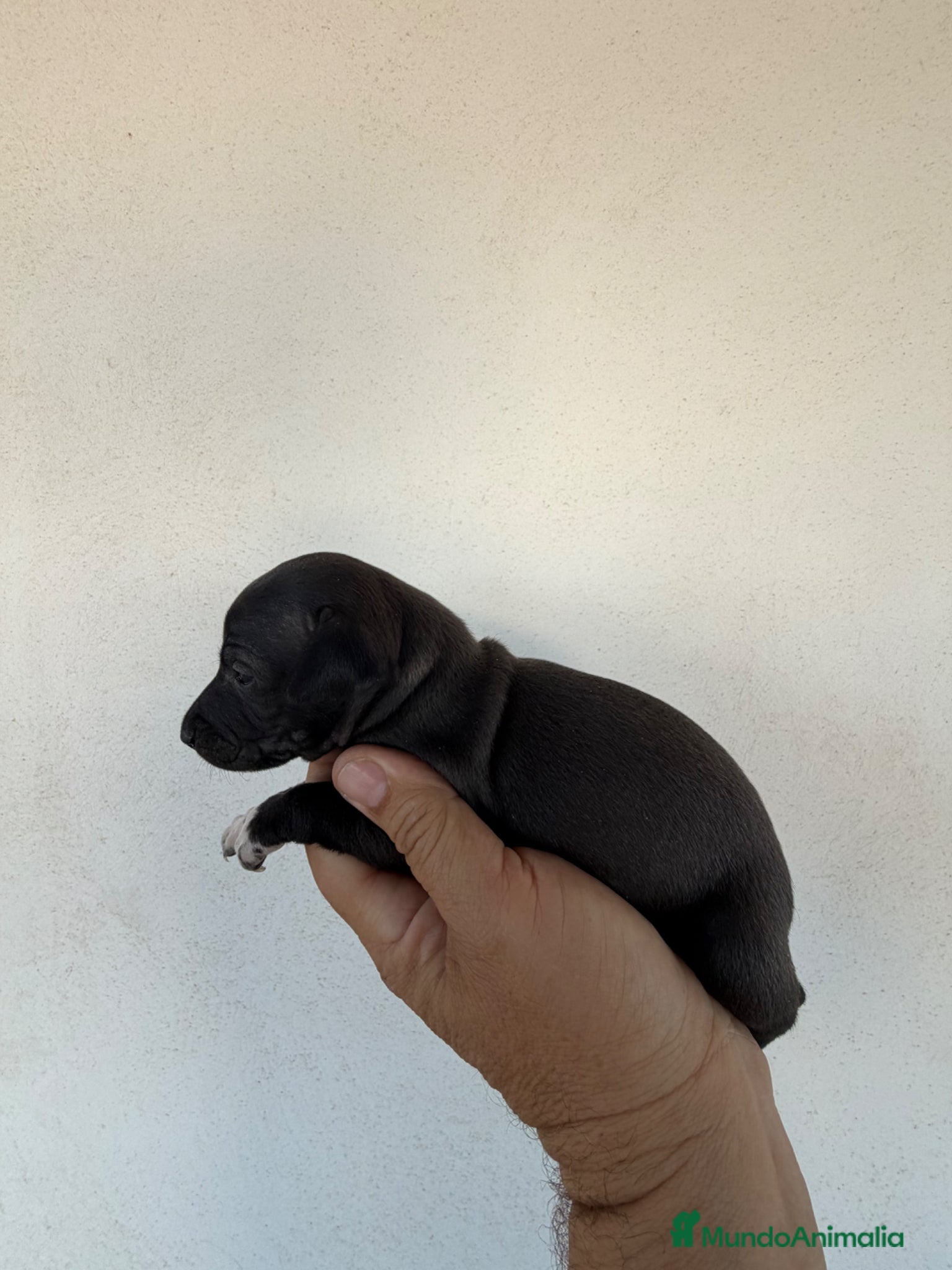 Pequeño Lebrel Italiano perros Hembra galgo italiano piccolo - Anuncio 1