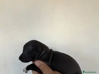 Pequeño Lebrel Italiano perros Hembra galgo italiano piccolo - Anuncio 1