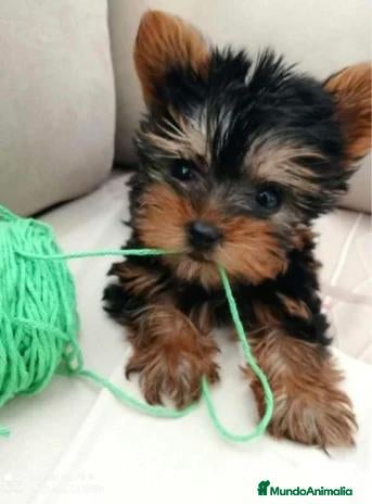 Yorkshire Terrier perros en venta: 🌹🐶 YORKSHIRE: UN SUEÑO DE CUATRO PATITAS 💕🐶🌹 - Anuncio 1