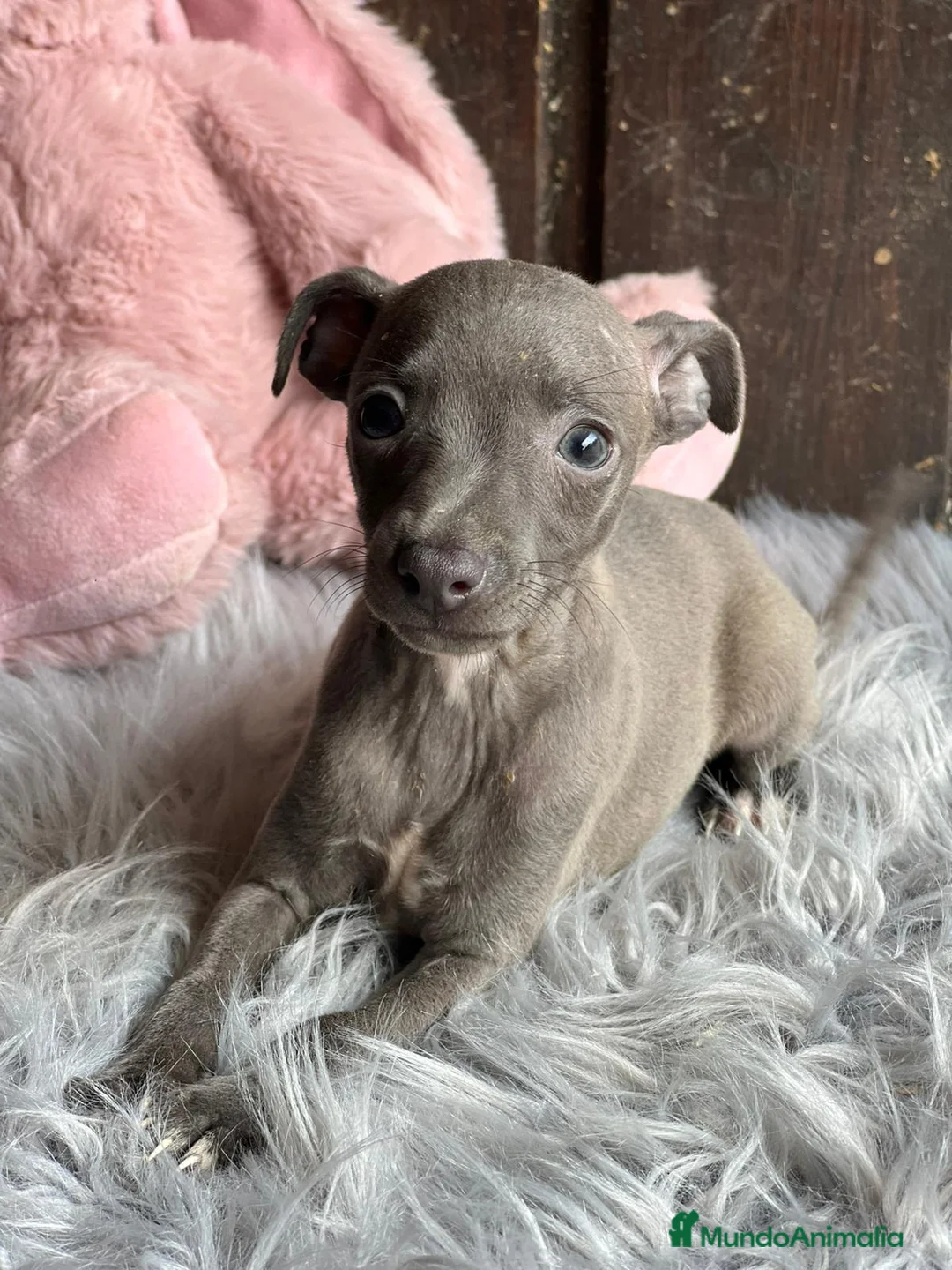 Pequeño Lebrel Italiano perros en venta: Piccolo italiano  - Anuncio 5