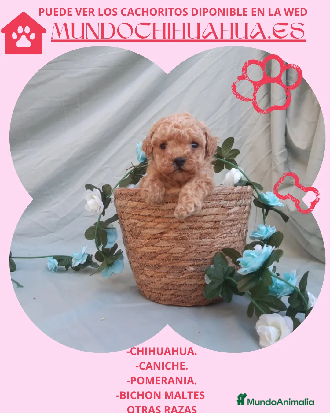 Maltipoo perros en venta: PRECIOSOS MALTIPOO TOY  - Anuncio 1