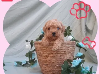 Maltipoo perros PRECIOSOS MALTIPOO TOY - Anuncio 1