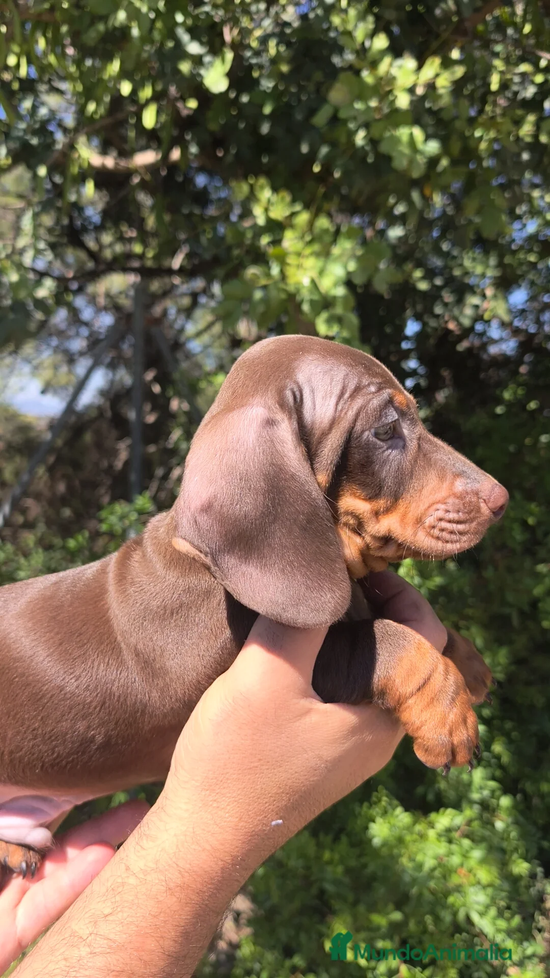 Teckel Miniatura perros en venta: Teckel miniatura guapísimos ❤️💯💙 - Anuncio 2
