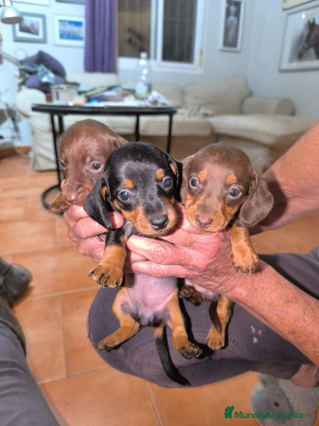 Teckel Miniatura perros en venta: Preciosos Teckel miniatura  - Imagen 3