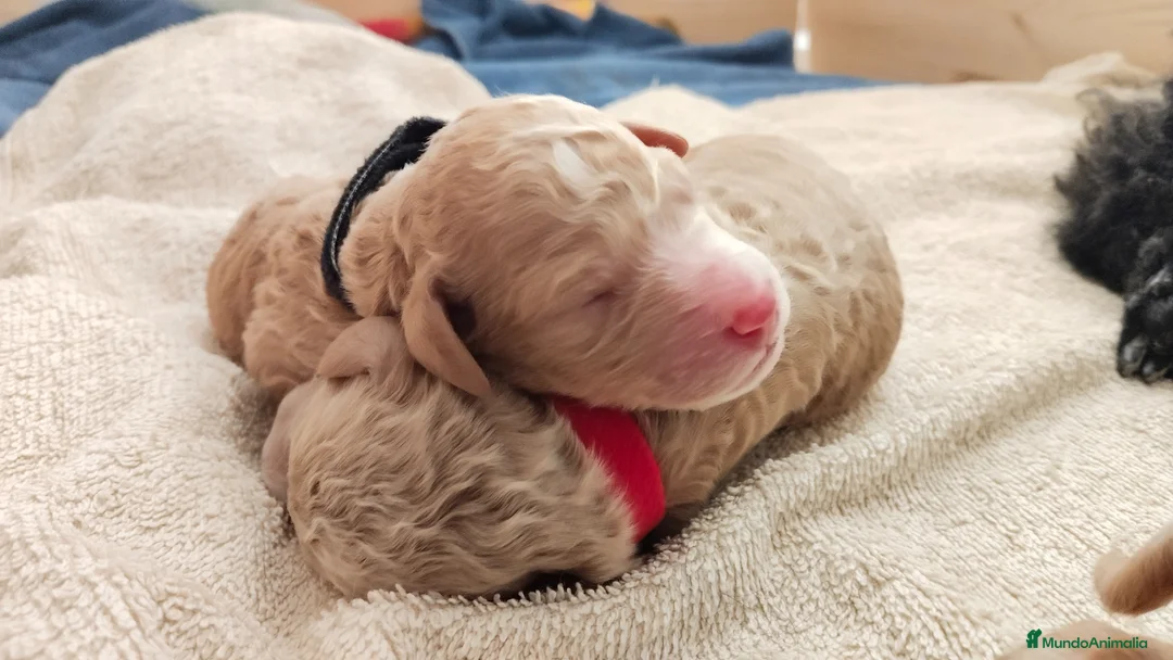 Caniche Gigante perros en venta: Cachorros de caniche gigante apricot - Anuncio 1