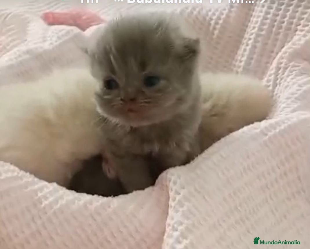 Exótico de Pelo Largo gatos Gatitos persa y malayo disponible - Anuncio 18