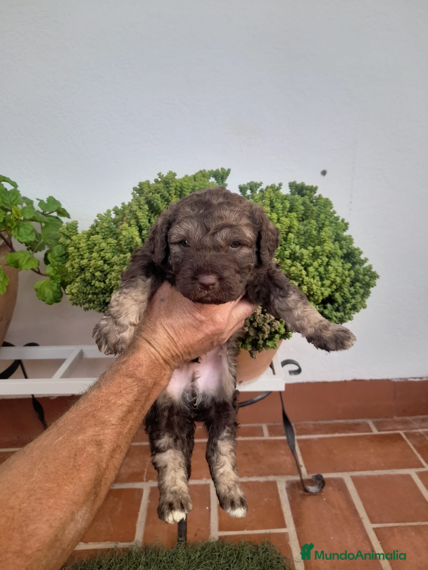 Perro de Agua Español perros Perro de agua  - Anuncio 1