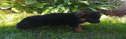 Pastor Alemán perros en venta: Cacharro de pastor alemán  - Anuncio 6