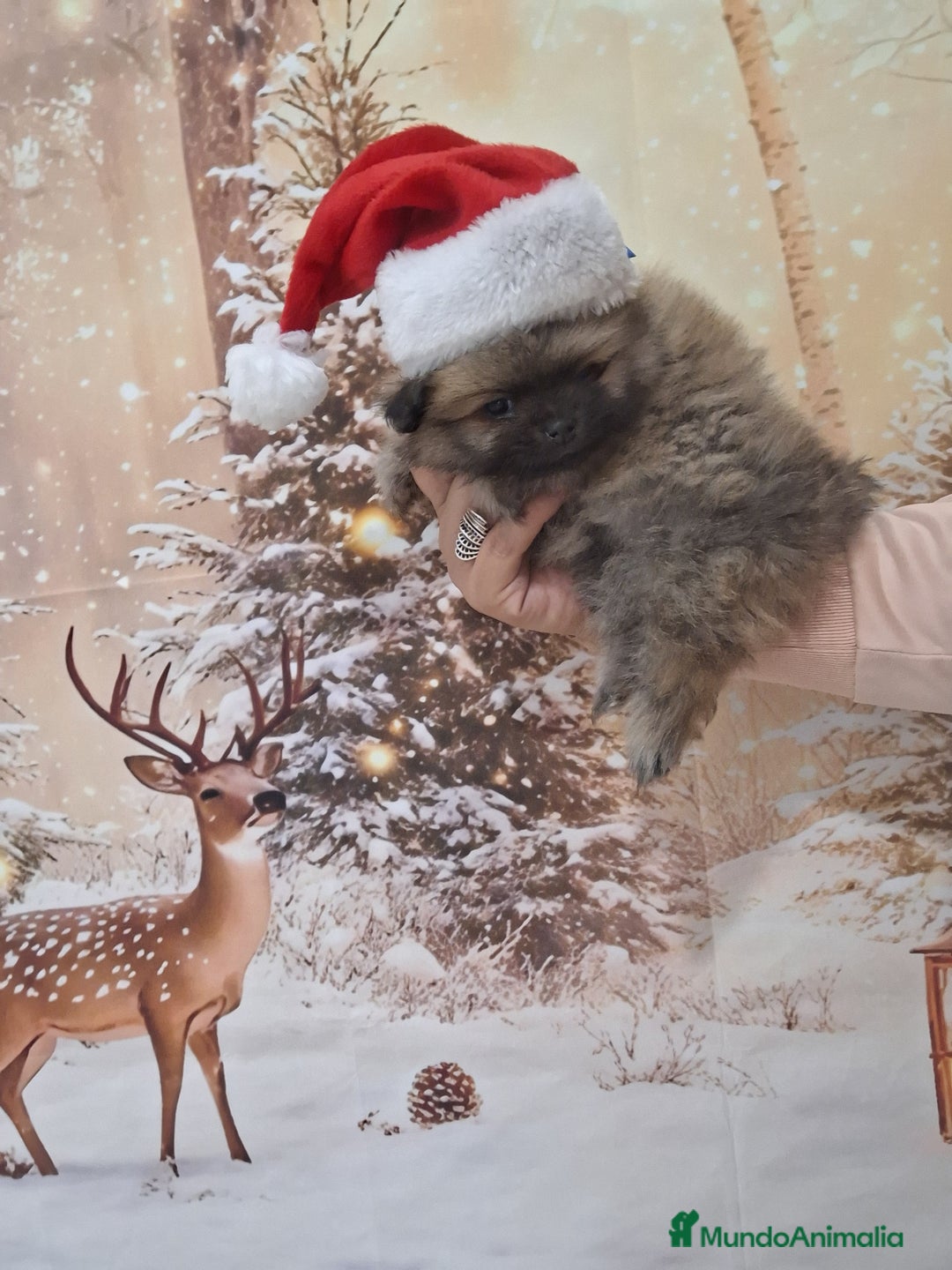 Pomerania perros en venta: Pomerania  - Anuncio 1