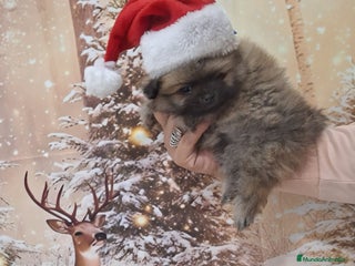 Pomerania perros Pomerania - Anuncio 1