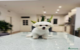 Bichón Maltés perros en venta: Cachorrito de bichon maltés de calidad - Imagen 3