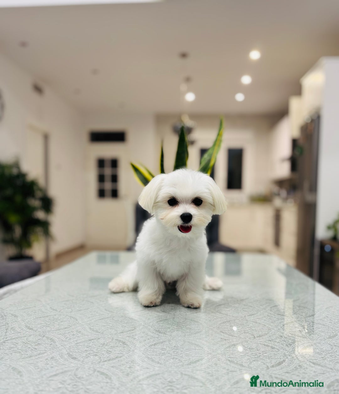 Bichón Maltés perros en venta: Cachorrito de bichon maltés de calidad - Imagen 3