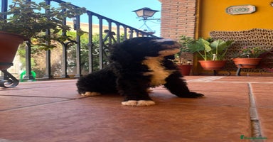 Perro de Agua Español perros - Anuncio 5