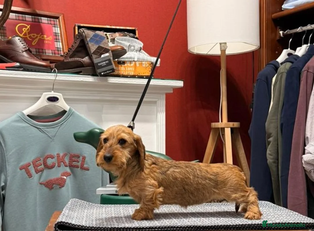 Teckel Miniatura perros en venta: Cachorra teckel pelo duro miniatura.. Kaninchen  - Anuncio 3