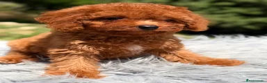 Cavapoo Cachorro 1