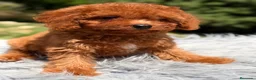 Cavapoo perros en venta: Cavapoo rojo intenso  - Anuncio 6
