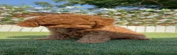 Caniche Enano perros en venta: CANICHE ENANO - Anuncio 12