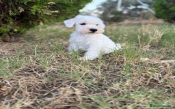 Schnauzer Miniatura perros en venta: Schnauzer Miniatura Hembra disponible!! - Imagen 6
