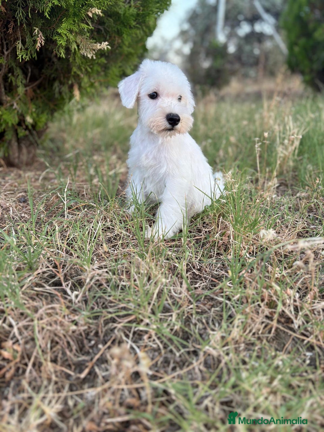 Schnauzer Miniatura perros en venta: Schnauzer Miniatura Hembra disponible!! - Imagen 6
