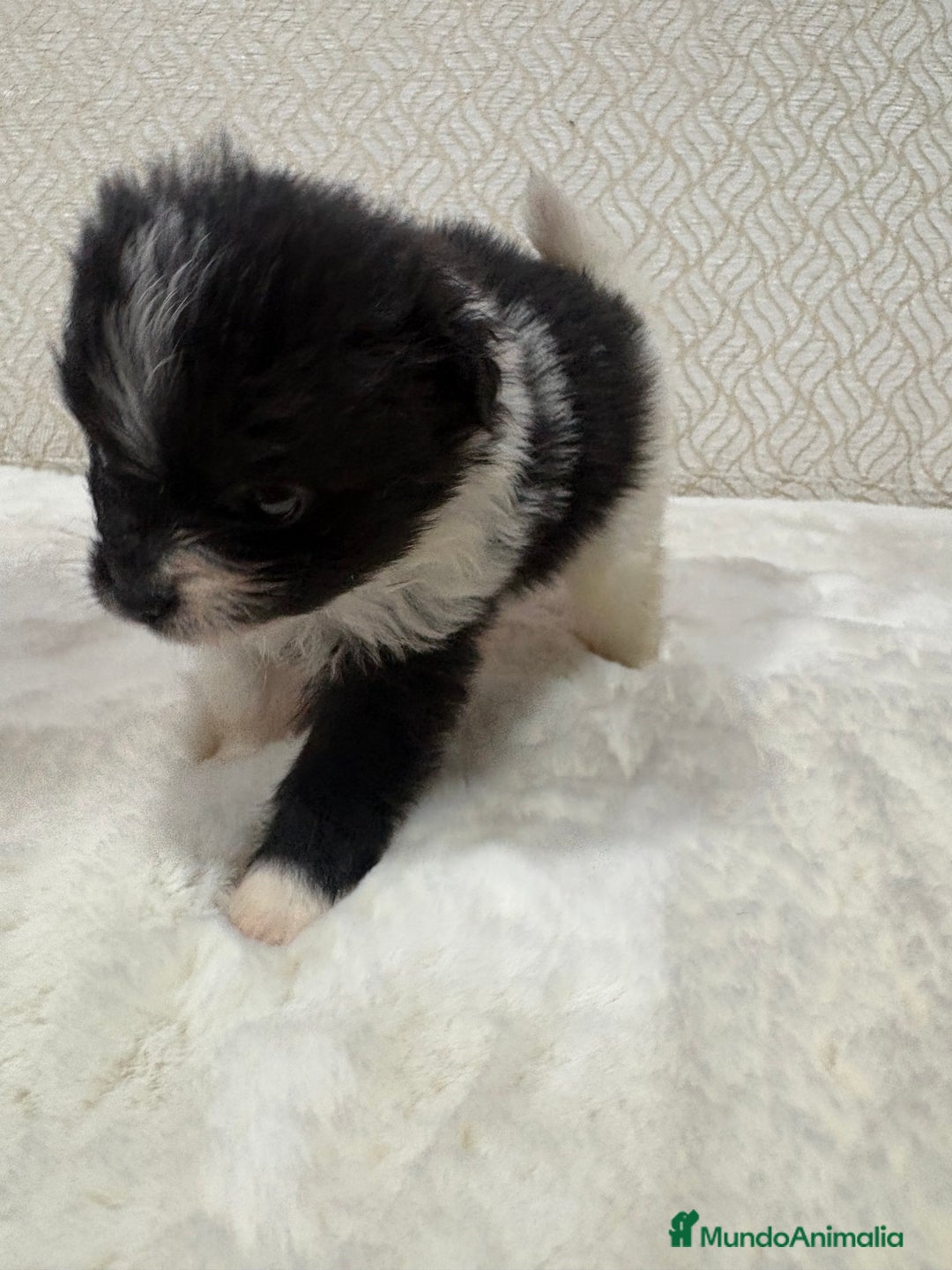 Pomerania perros en venta: Lulu Pomerania Toy macho color party Osito - Anuncio 12