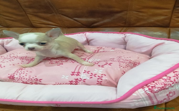 Chihuahua perros - Anuncio 1