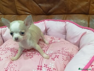 Chihuahua perros - Anuncio 2