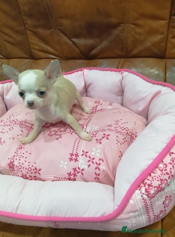 Chihuahua perros - Anuncio 1