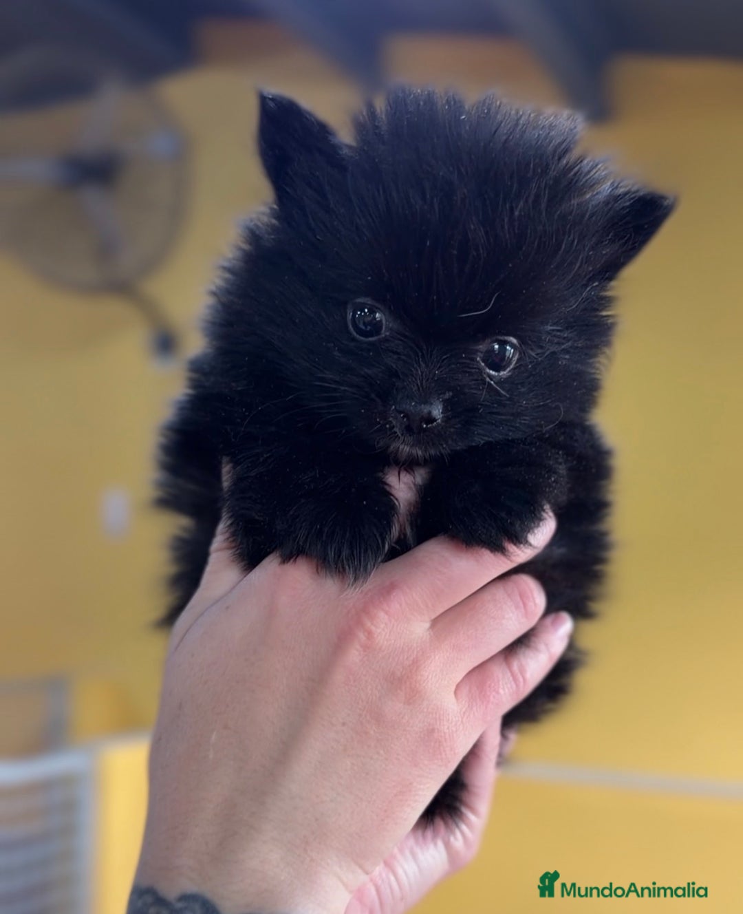 Pomerania perros en venta: Pomerania cara oso  - Anuncio 3