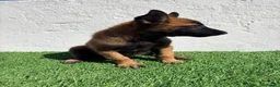 Pastor Belga Malinois perros en venta: Pastor Belga Malinois - Anuncio 14