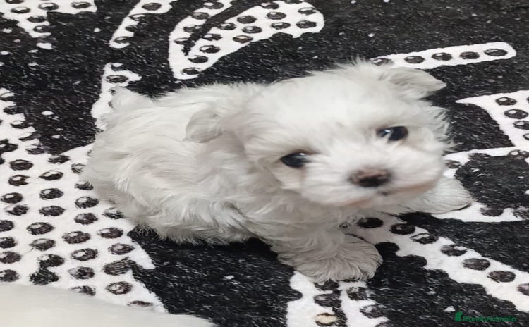 Bichón Maltés perros - Propaganda 2