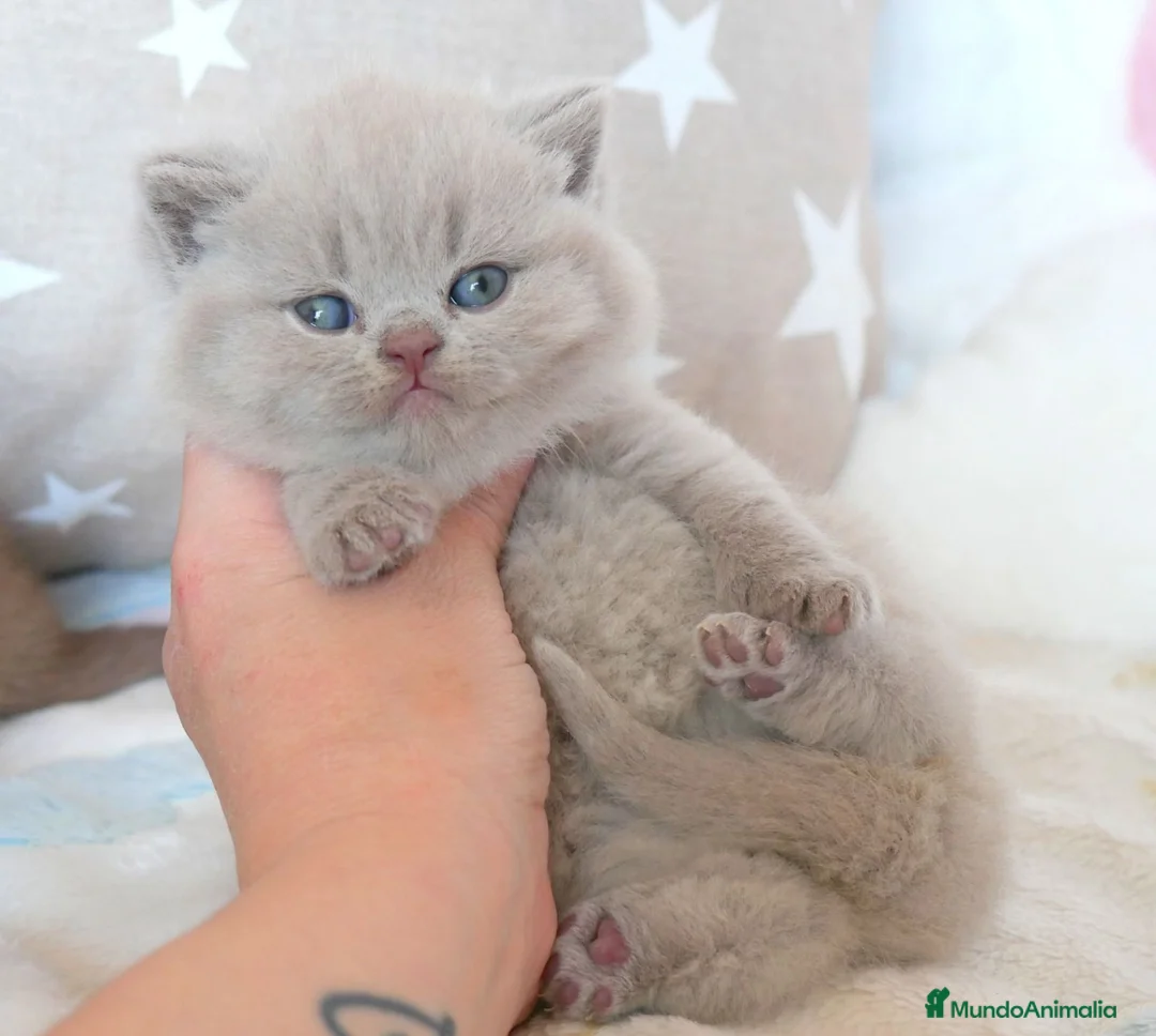 Británico de Pelo Corto gatos en venta: Preciosa Gatita ❤️ British Shorthair 🐾 - Anuncio 1