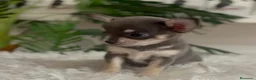 Chihuahua perros en venta: CHIHUAHUA 🎀 - Anuncio 4