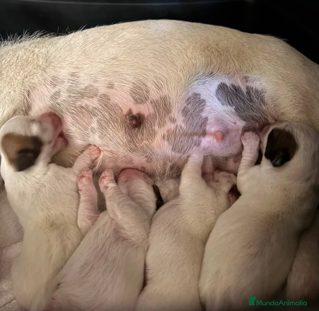 Jack Russell Terrier perros en venta: Cachorros de jack Russell disponibles - Anuncio 1