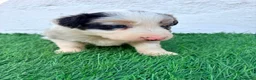 Border Collie perros en venta: Border Collie tricolor merle blue chocolate - Anuncio 8