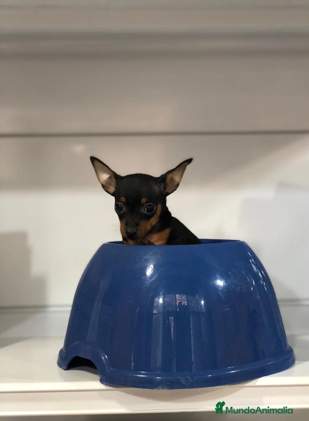 Ratón de Praga perros en venta: Raton de praga  - Anuncio 3