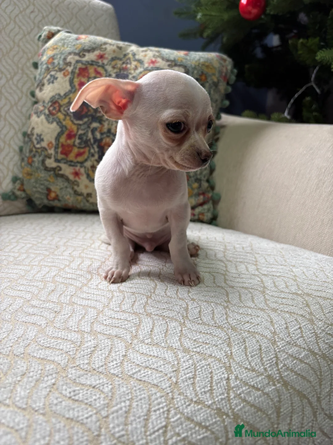 Chihuahua perros en venta: Chihuahua Toy macho blanco  - Anuncio 9