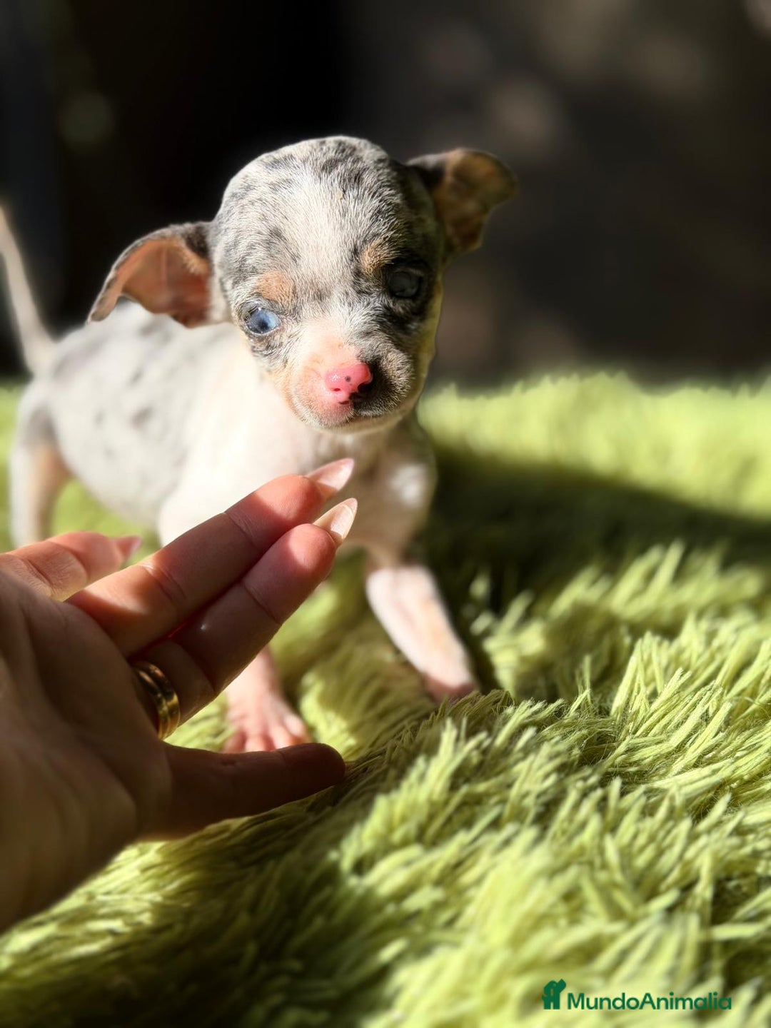 Ratón de Praga perros en venta: RATÓN DE PAGRA BLUE MERLE - Anuncio 2