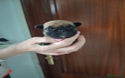 Bulldog Francés perros en venta: Bulldog frances fawn - Imagen 3