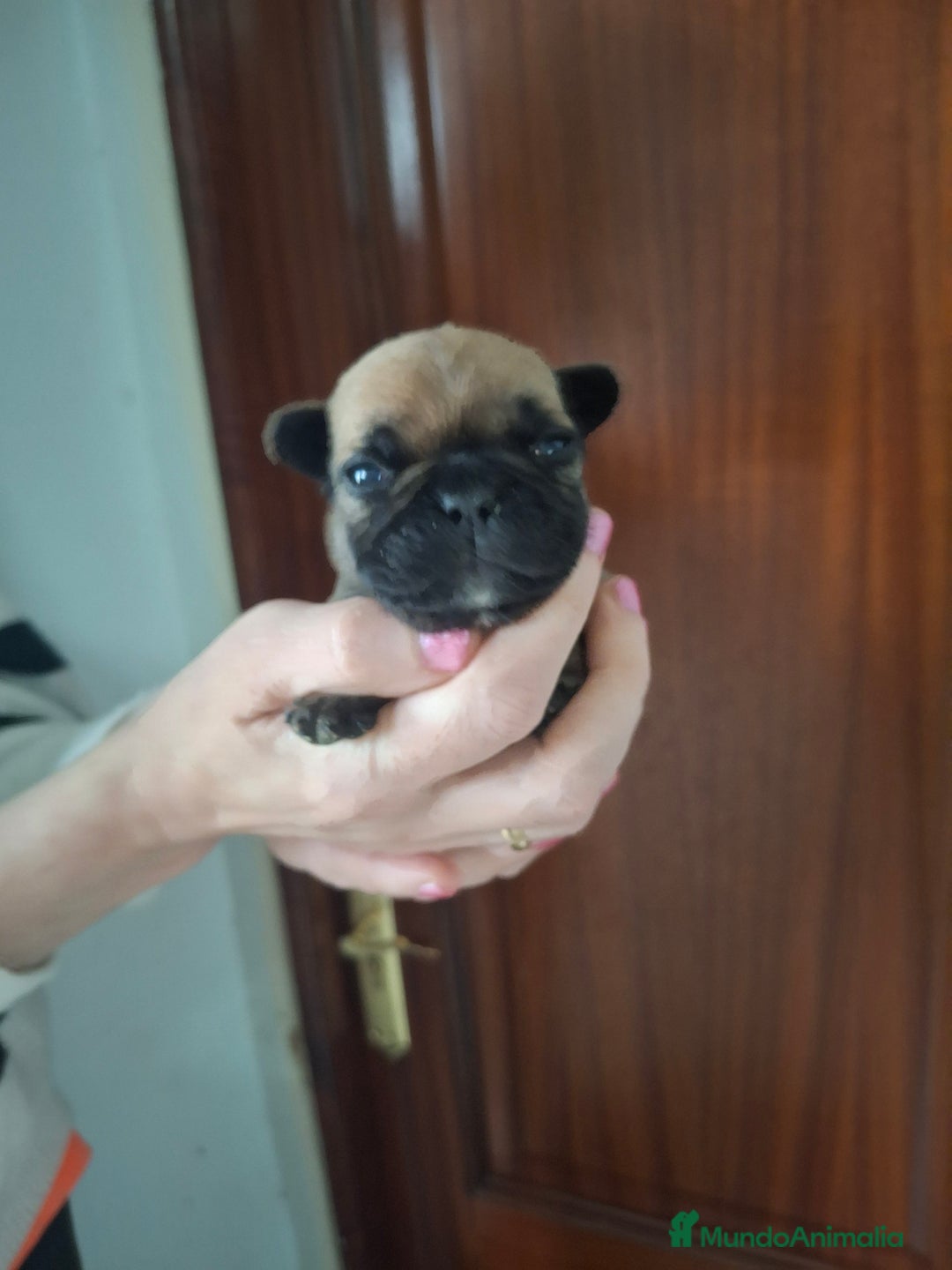 Bulldog Francés perros en venta: Bulldog frances fawn - Imagen 3
