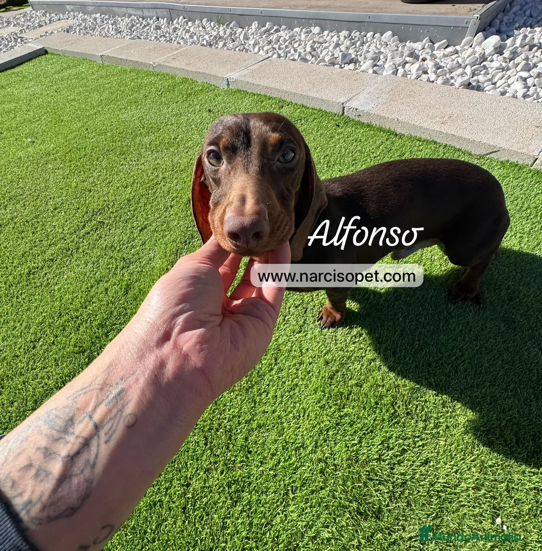 Teckel Miniatura perros en venta: TECKEL 4 MESES MINI - Anuncio 1