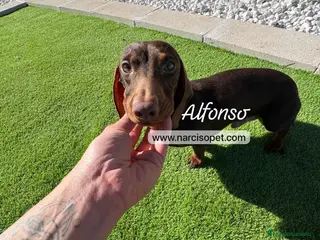 Teckel Miniatura perros TECKEL 4 MESES MINI - Anuncio 5