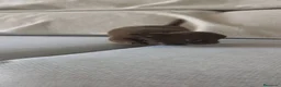 Chihuahua perros en venta: Chihuahua hembra pelo largo chocolate 🍫 - Anuncio 3